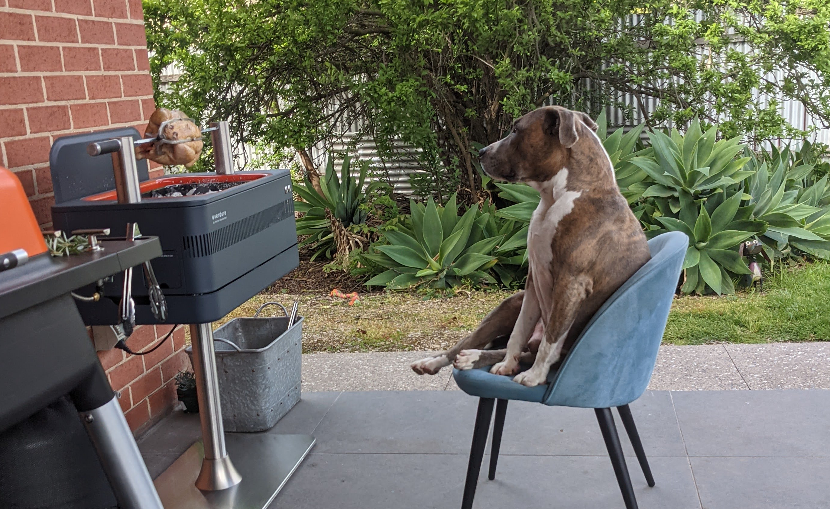 Ghost — the American Staffordshire Terrier who inspired Big Dogs Blouse